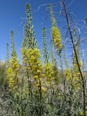 Stanleya pinnata