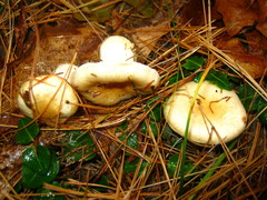 Hygrophorus flavodiscus