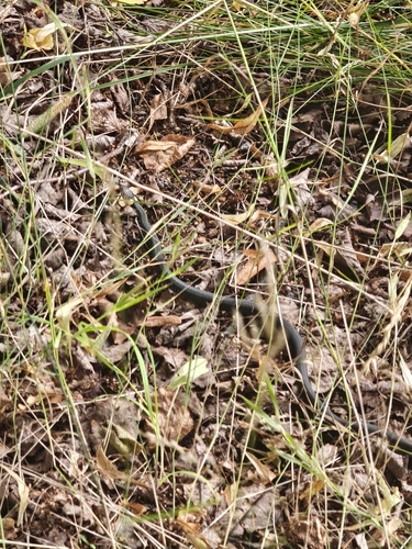 grass snake