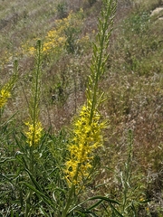 Stanleya pinnata