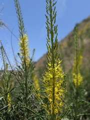 Stanleya pinnata