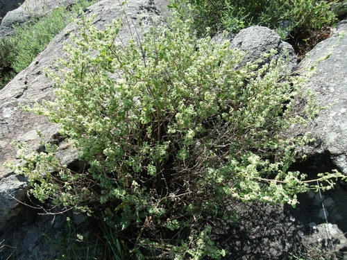 Minthostachys verticillata, photograph 3