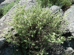 Minthostachys verticillata, photograph (c) Lucas Carbone, some rights reserved (CC BY)