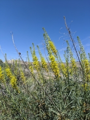 Stanleya pinnata