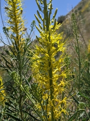 Stanleya pinnata