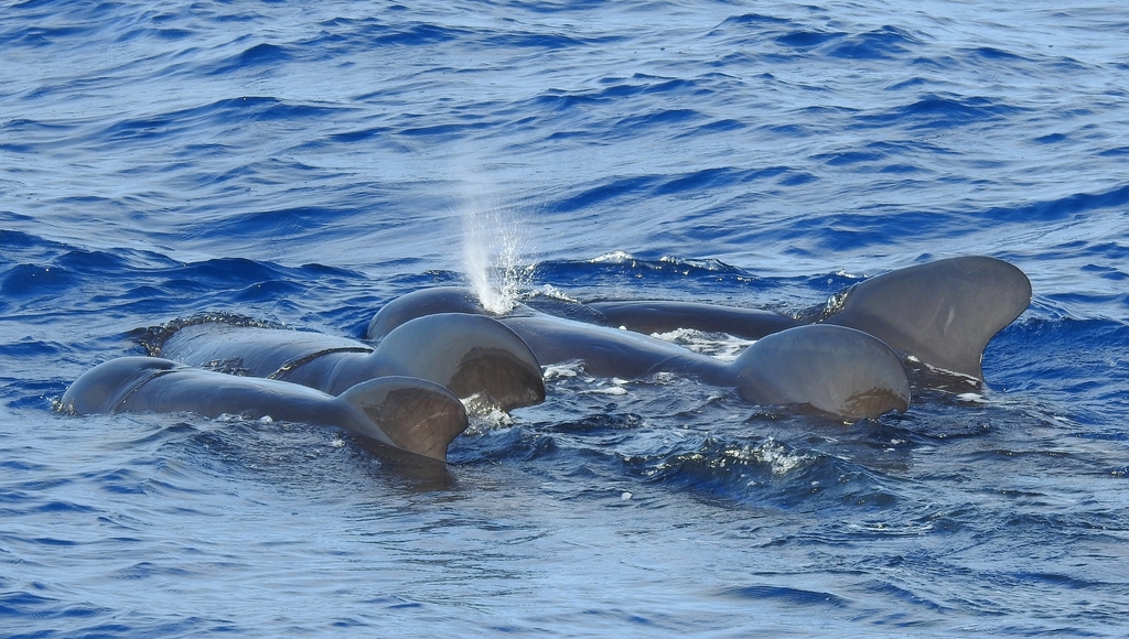 Long-finned pilot whale pod resting together at the surface