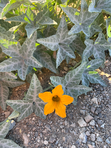 coyote melon