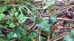 Lepidagathis inaequalis