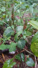 Lepidagathis inaequalis