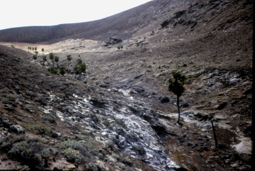 Brahea edulis