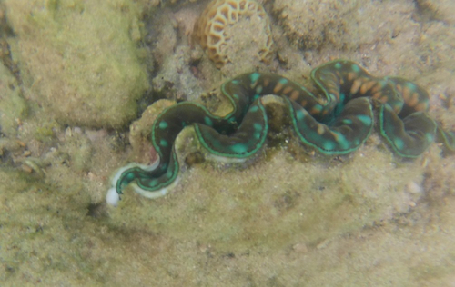 Small Giant Clam