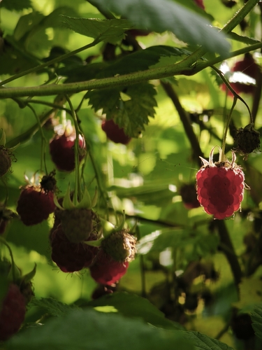 red raspberry