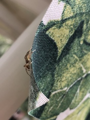 Araneae