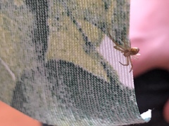Araneae