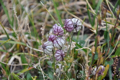 Silene uralensis uralensis