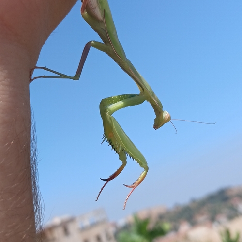 European Mantis