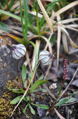 Silene uralensis uralensis