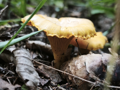 Golden Chanterelle