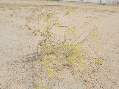 Haplophyllum tuberculatum