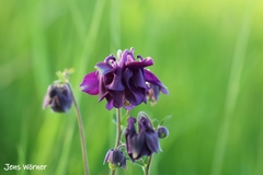 Aquilegia vulgaris