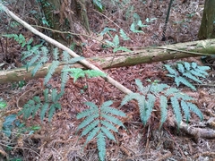 Pteris amoena