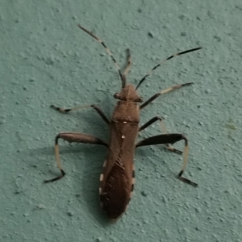 Camptopus lateralis