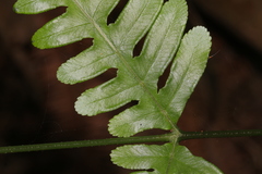 Pteris amoena