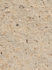 Cataglyphis adenensis