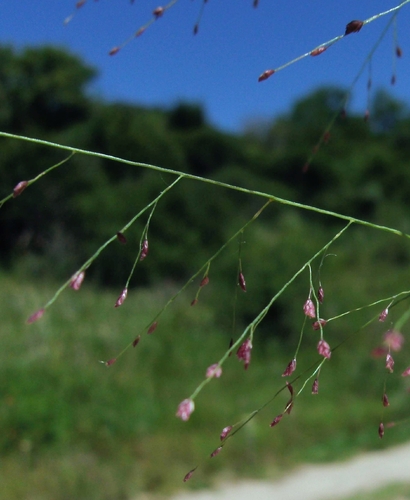 Eragrostis retinens