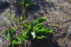 Lichtensteinia latifolia