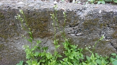 Lobelia cliffortiana