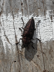 Chalcophora mariana massiliensis