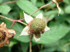 Rubus cardotii