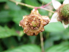 Rubus cardotii