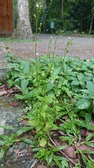Lobelia cliffortiana
