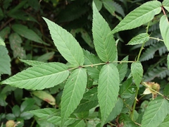 Rubus cardotii