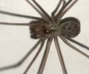Physocyclus dugesi
