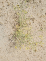 Haplophyllum tuberculatum