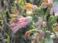 Erica pectinifolia