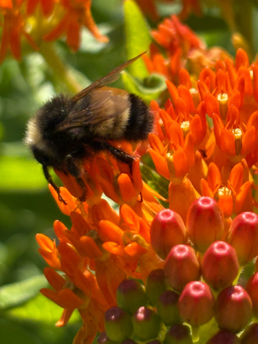 Yellow-banded Bumble Bee