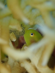 Paragobiodon xanthosoma