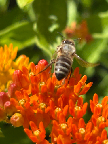 Bees
