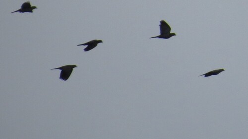 Red-billed Pigeon (Patagioenas flavirostris)
