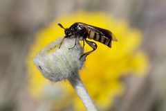 Ripiphorus rex