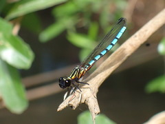 Platycypha lacustris