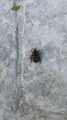 Protaetia niveoguttata