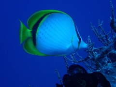 Chaetodon selene
