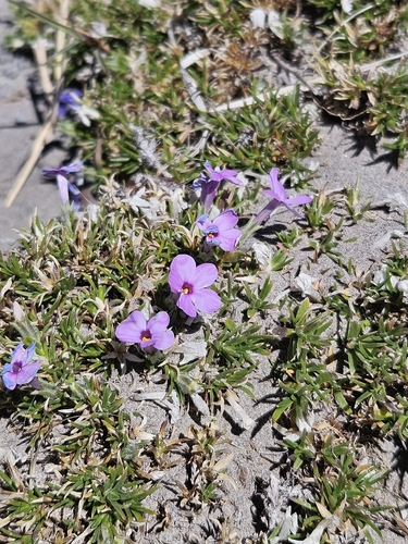 Phlox diffusa, photograph 6