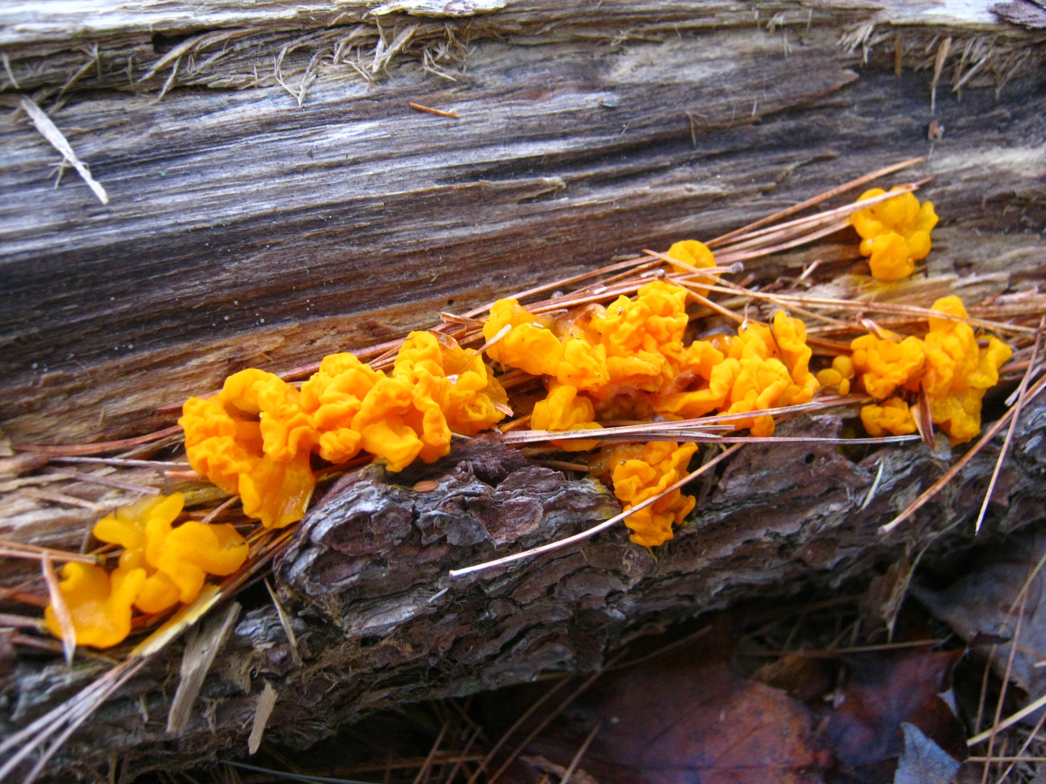 Dacrymyces chrysospermus image