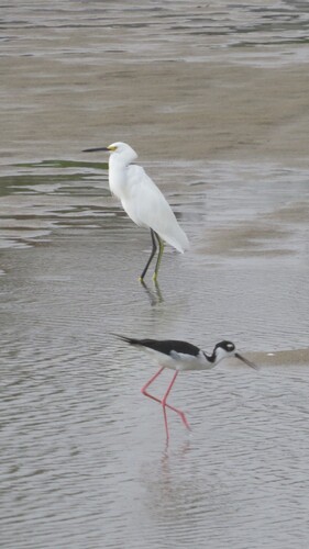 Black-necked Stilt (Himantopus mexicanus)
